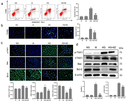 Figure 1. Effect of TAK1 activation on HK-2 cell apoptosis induced by high glucose (a) Apoptosis in different group of HK-2 cells was detected by flow cytometry; (b) Apoptosis in different group of HK-2 cells was detected by TUNEL; (c) The protein expression of p-TAK1, Bax and Bcl-2 was detected by immunofluorescence staining in HK-2 cell; (d) The protein expression of p-TAK1, t-TAK1, Bax, and Bcl-2 was detected by Western blot. All experiments were repeated 3 times. **P < 0.01 vs. NG group, #P < 0.05 and ##P < 0.01 vs. HG group. NG, 5.5 mmol/l glucose; M, 5.5 mmol/L glucose+24.5 mmol/L mannitol; HG, 30 mmol/L glucose; HG+5Z; 30 mmol/L glucose+600 nmol/L TAK1 inhibitor 5Z-7- oxozeaenol.
