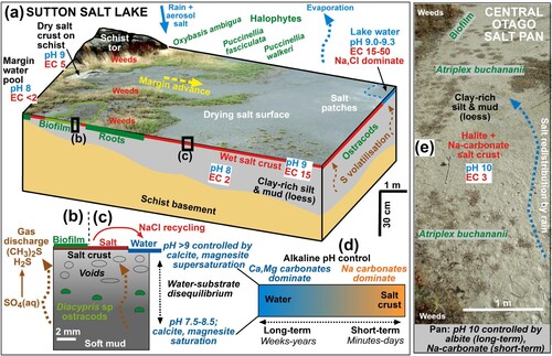 Figure 12. Summary of principal physical, chemical and biological features, and inferred geochemical processes, of the lake bed and margin at Sutton Salt Lake, compared to an alkaline sodic salt pan in Central Otago. A, Block diagram (vertical scale exaggerated) of the Sutton lake margin. B, and C, Sketch section through the surface crust in a, with biofilm and salt coatings, respectively. D, Schematic diagram depicting controls on alkaline pH at the Sutton lake site. E, Photograph of a high-pH sodic Central Otago salt pan showing principal features.