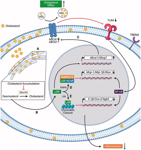 Figure 1. Mechanisms of suppression of inflammatory gene expression by liver X receptor (LXR) activation in foamy macrophages. Foamy macrophages in atherosclerotic plaques express high levels of Trem2. (A) Cholesterol accumulation in the endoplasmic reticulum inhibits the enzymatic activity of 24-dehydrocholesterol reductase (Dhcr24), leading to desmosterol accumulation; (B) Desmosterol activates the transcription factor LXR. LXR activation suppresses inflammation via cholesterol efflux-dependent (C) and independent (D–E) mechanisms; (C) LXR upregulates the expression of ATP-Binding Cassette Transporter A1 and G1 (Abca1 and Abcg1), leading to cholesterol efflux. Cholesterol efflux decreases Toll-like receptor 4 (TLR4) surface expression and NF-κB activation; (D) LXR forms a complex with SUMO-2/3 and NCoR, which trans-represses the transcription of Mcp-1 (monocyte chemoattractant protein-1), Mip-1β (macrophage inflammatory protein-1β), and iNos (inducible nitric oxide synthase); (E) LXR binds to inflammatory gene enhancers, leading to cis-repression of Il-1β (interleukin-1β), Cox-2 (cyclo-oxygenase-2), and Itgb2 (integrin beta 2) through chromatin closure. The figure has been created with Biorender.com. (See color version of this figure at www.tandfonline.com/ibmg)