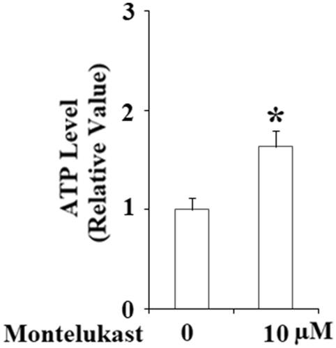 Figure 5. Montelukast treatment increased the production of ATP in Beas-2b cells. Cells were stimulated with 10 µM montelukast for 24 h. ATP production was measured (*, p < .01 vs. vehicle group, n = 6).