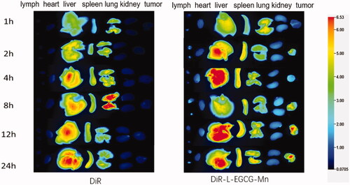 Figure 10. Fluorescence imaging and ex vivo distribution of L-EGCG-Mn NPs. Ex vivo image of the inguinal lymph nodes, heart, liver, spleen, lungs, kidneys, and tumor of H22 tumor-bearing KM mice injected with DiR and DiR-L-EGCG-Mn NPs for 1, 2, 4, 8, 12, and 24 h.