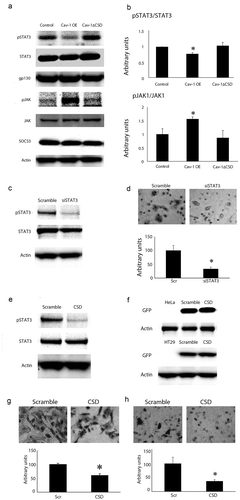 Figure 3. STAT3 phosphorylation was decreased in Cav-1 overexpression cells and overexpression of CSD alone decreases STAT3 phosphorylation and cell migration. (A) Representative western blot analyses of STAT-3, phospho-STAT3, gp130, JAK and phosphor-JAK, and SOCS3 in control, Cav-1 OE and Cav-1 ∆CSD cells. Actin was used as a loading control. (B) Densitometric quantification of phosphor/total STAT-3 and JAK (other proteins were unchanged) in control, Cav-1 OE and Cav-1 ∆CSD cells. Phospho-STAT3 was decreased whereas phosphor-JAK was increased in Cav-1 OE cells compared with control and Cav-1 ∆CSD cells. *P< 0.05 vs. LacZ. (one-way ANOVA). (C) Representative western blot analyses of phosphor/total STAT3 following STAT3 siRNA treatment (scrambled vector was used as control). (D) Representative images of hematoxylin stained migrated cells (top) and quantification of migrated cells (bottom) in scrambled control vs STAT3 siRNA treated cells. Loss of STAT3 decreased migration. *, + P< 0.05 vs. Scr (one-way ANOVA). (E) pEGFP tagged SCD or scrambled vector were transiently expressed in HeLa or HT-29 colorectal cancer cell line. GFP was observed in scrambled and CSD vector-treated cells. (F) Representative western blot analyses of CSD and scrambled vector with EGFP in HeLa cells for phospho/total STAT3. CSD treatment decreased pSTAT3. CSD expression led to decreased migration in HeLa (G) and HT29 (H) cells.