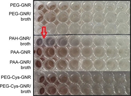 Figure 4 Color of GNR suspensions of different surface chemistry after mixing with Mueller–Hinton broth for 24 h.Note: The red arrow indicates the color change of PAH-GNR from brown to blue upon mixing with the media.Abbreviations: GNR, gold nanorods; PAA, polyacrylic acid; PAH, polyallylamine hydrochloride; PEG, polyethylene glycol.