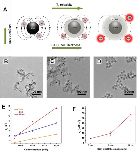 Figure 5 Effect of the silica shell thickness to the T1 relaxation of IO@SiO2-DTPA-Gd NPs. (A) schematic cartoons illustrate the Effect of the silica shell thickness to the T1 relaxation of IO@SiO2-DTPA-Gd NPs. TEM images of (B) IO-DTPA-Gd, (C) IO@SiO2-DTPA-Gd NPs with the thickness of 5 nm, and (D) IO@SiO2-DTPA-Gd NPs with the thickness of 12 nm. (E) T1 relaxation of IO-DTPA-Gd, IO@SiO2-DTPA-Gd NPs with the thickness of 5 nm, and IO@SiO2-DTPA-Gd NPs with the thickness of 12 nm. (F) r1 values change curve of IO-DTPA-Gd, IO@SiO2-DTPA-Gd NPs with the thickness of 5 nm, and IO@SiO2-DTPA-Gd NPs with the thickness of 12 nm.Abbreviations: Gd, gadolinium; IO, iron oxide; TEM, transmission electron microscopy, NPs, nanoparticles.