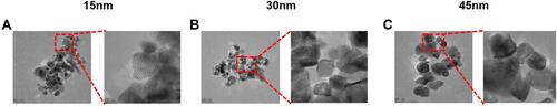 Figure 1 Characterization of CeO2 NPs by transmission electron microscopy (TEM), showing nanoparticles with average diameters of (A) 15 ± 5 nm, (B) 30 ± 5 nm, and (C) 45 ± 5 nm. (Left image scale bar: 50 nm and right image scale bar: 10 nm).