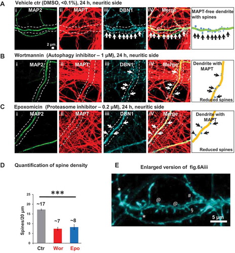 Figure 6. Local treatment with protein degradation inhibitors leads to dendritic MAPT mislocalization and spine loss. Rat hippocampal neurons (DIV 21–25) cultured in microfluidic chambers were treated on the neuritic side for 24 h either with DMSO (control, a), with the autophagy inhibitor wortmannin (b) or with the proteasomal inhibitor epoxomicin (c). MAP2 antibody (green), K9JA antibody (red) and DBN1 (cyan) were used to label dendrites, MAPT and spines, respectively. Only magnified images of the neuritic side are shown here. (a) In control, neurons treated with vehicle at the neuritic side (DMSO, < 0.1%, 24 h), MAPT is predominantly localized to the axons and the dendrites have a normal spine distribution and morphology (Aiii) (arrows). (b and c) In cultures treated with wortmannin (b, 1 µM, 24 h) or with epoxomicin (c, 0.2 µM, 24 h) MAPT can be observed in dendrites, and these dendrites show reduction of spines, and the remaining spines become stubby in nature (Biii and Ciii). Scale bar: 2 µm. (d) Quantification of the spine density of the dendrites on the neuritic side after treatment with DMSO or with protein degradation inhibitors (n = 17–20 dendrites from 3 experiments; one-way ANOVA with Tukey’s post hoc test; F [Citation2,Citation6] = 39.29; ***p < 0.001). (e) Enlarged version of Figure 6(a)iii clearly demonstrates different types of spine morphology such as mushroom head (*), stubby(@), thin(#) and filopodia(§) spines.