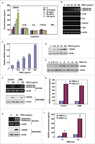 Figure 1. PM2.5 exposure induced upregulation of VEGFA production in human bronchial epithelial cells. (A) Beas-2B cells were left untreated or were treated with different concentrations of PM2.5 (12.5, 25, 50, and 100 μg/mL) for 24 h. The production of VEGFA, IL1B, IL6, CXCL8 and TNF was then detected in the cell culture supernatant using ELISA (*, P < 0.05; **, P < 0.01). (B) Beas-2B cells were left untreated or were treated with PM2.5 as described in (A); then, the transcriptional responses of VEGFA, IL1B, IL6, CXCL8 and TNF were determined with an RT-PCR assay. (C) Beas-2B cells were transfected with a VEGFA promoter-driven luciferase reporter, and then stable transfectants were established. The transfectants were exposed to different doses of PM2.5 (as indicated), and the induction of VEGFA promoter-dependent luciferase activity was determined 12 h after PM2.5 exposure (**, P < 0.01). (D) Beas-2B cells were left untreated or were treated with PM2.5 as described in (A), and the intracellular VEGFA expression levels were examined using a western blot assay. (E) Beas-2B cells were left untreated or were treated with PM2.5 (100 μg/mL) for the indicated time periods; then, the intracellular VEGFA expression levels were measured. (F and G) Beas-2B cells were treated with PM2.5 (100 μg/mL) alone or in combination with PMB (50 μg/mL) for 24 h. Then, VEGFA transcription and protein synthesis and secretion were analyzed using RT-PCR, western blot and ELISA assays, respectively. (H) Primary human bronchial epithelial cells were left untreated or were treated with PM2.5 (20 µg/mL) for 24 h; then, VEGFA transcription and intracellular protein synthesis were detected using RT-PCR and western blot assays, respectively. (I) Primary human bronchial epithelial cells were left untreated or were treated with PM2.5 (20 μg/mL) for the indicated time periods; then, the production of VEGFA was detected in the cell culture supernatant using ELISA (**, P < 0.01).