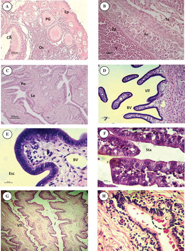 FIGURE 5. Micrographs of reproductive structures of female Giant Electric Ray. (A) Transverse section of an ovary in the immature developing phase (ovarian index 2). (B) Transverse section of a vitellogenic oocyte from a female in the ovulation-capable phase (ovarian index 3). (C) Transverse section of the anterior oviduct of a female in the ovulation-capable phase with oocytes in the uterus. (D) Transverse section of the uterus of an immature developing female (uterine index 2). (E) Transverse section of the uterine villi from a female in the immature developing phase (uterine index 2). (F) Transverse section of the uterus from a female in the mature-not-pregnant phase (uterine index 3). (G) Transverse section of the uterus from a female with late-stage embryos (uterine index 4E). (H) Longitudinal section of the uterine villi from a pregnant female with late-stage embryos (uterine index 4E) and secretory crypts (C, i.e., within dotted line). Abbreviations are as follows: Ep = peritoneal epithelium, CA = cortical alveolar oocytes, PG = primary growth oocytes, Os = ovarian stroma, Zp = zona pelucida, Fe = follicular epithelium, Te = theca externa, V = granules of vitellogenin, Lo = oviductal lobules, l = lumen, Po = oviductal plates, Vll = uterine villi, BV = blood vessel, Esc = simple cylindrical epithelium, Sta = stratified cylindrical epithelium, and H = histotroph.