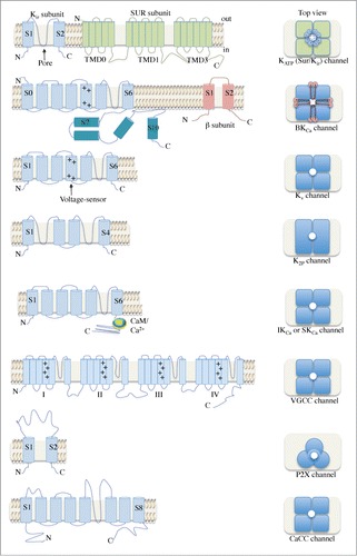 Figure 2. A schematic illustration of the various ion channels identified in urethral smooth muscle. The architecture of the transmembrane α and β subunits is shown in the left panel. Dimeric and trimeric arrangements can be seen for K2P and P2X channels, respectively. Most channels have tetrameric structures and several have β subunits associated. Abbreviations: N, amino-terminus; C, carboxyl-terminus; Kir, inwardly-rectifying K+ channel; SUR, sulfonylurea; TMD, transmembrane domain; KATP, ATP-sensitive K+ channel; +, positively-charged residues; BKCa, large conductance, Ca2+-activated K+ channel; Kv, voltage-gated K+ channel; CaM, calmodulin; K2P, 2-pore domain K+ channel; IKCa, intermediate conductance K+ channel; SKCa, small conductance K+ channel; VGCC, voltage-gated Ca2+ channel; CaCC, Ca2+-activated Cl− channel.