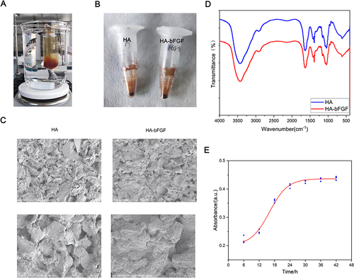 Figure 1 Synthesis of HA-bFGF hydrogel. (A) The process of synthesis. (B) The appearance of the finished product. (C) The morphological structure of HA-bFGF hydrogel and HA hydrogel as detected by SEM. (D) FTIR spectra of HA and HA-bFGF. (E) HA-bFGF drug release curve.