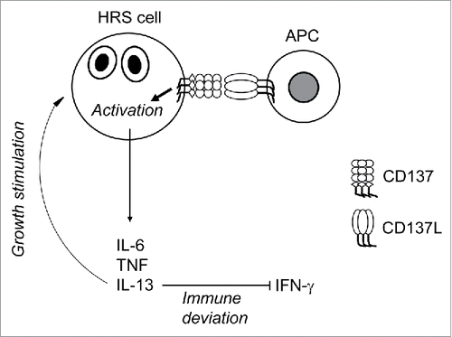 Figure 5. Schematic representation of the role of CD137 in immune deviation and growth stimulation of HRS cells.