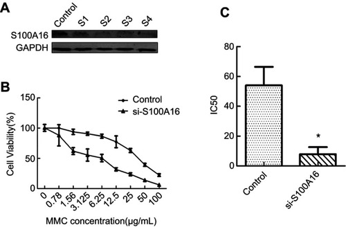 Figure 2 Knockdown of S100A16 could restore the sensitivity of M-RT4 cells to MMC. (A) The success of the knockdown assay was confirmed by Western blot. Control: transfection reagent and transfection medium (without siRNA). S1: 20 pmol siRNA. S2: 40 pmol siRNA. S3: 60 pmol siRNA. S4: 80 pmol siRNA. (B) Cell viability after MMC addition analyzed by a CCK8 assay. The concentration of MMC ranged from 0.78 to 100 μg/mL. si-S100A16: 60 pmol siRNA. (C) The IC50 of MMC for M-RT4 and RT4 cells. IC50: half maximal inhibitory concentration. MMC: mitomycin C. *p<0.05.