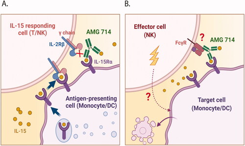 Figure 1. Illustrations of the mechanism of action of ordesekimab and potential ADCC triggered by ordesekimab. (A) IL-15 is produced and presented on IL-15Rα by APC. Ordesekimab blocks binding of IL-15 to the IL-2Rβ and common γ chain of IL-15 receptor complex, but not to IL-15Rα. (B) Potential effector function (ADCC) mediated by ordesekimab in the presence of IL-15. Created with BioRender.com.