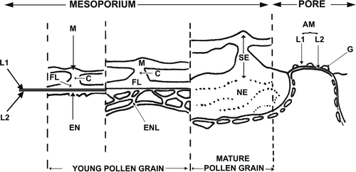 Figure 5. Schematic representation of exine development in Tribulus terrestris. Abbreviations: AM – aperture membrane, C – columella, EN – endexine, ENL – endexinous lamellae, FL – foot layer, G – ectexinous granules, L1 – ectexinous layer of the primordial nexine lamella, L2 – endexinous layer of the primordial nexine lamella, M – muri, NE – nexine, SE – sexine.