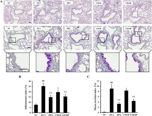 Figure 5. CSE suppressed airway inflammation and mucus secretion in lung of asthmatic mice. (a) Hematoxylin and eosin (H&E) and periodic acid-Schiff (PAS) stained lung tissue. (b) Inflammatory index. (c) Mucus secretion index. NC: normal control; OVA: asthma group; DEX: asthma with dexamethasone-treated group; CSE30 and CSE100: asthma with CSE-treated group (30 and 100 mg/kg). Data presented as means ± SD (n = 7). ##p < 0.01 compared to the NC group, *p < 0.05 and **p < 0.01 compared to the OVA group. Scale bar: 100 μm.