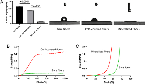 Figure 4 (A) Water contact angles of unmodified and modified scaffolds (n=3). (B) Tensile tests of scaffolds coated with Col1 versus unmodified scaffolds. (C) Compression tests of scaffolds coated with HA versus unmodified scaffolds.