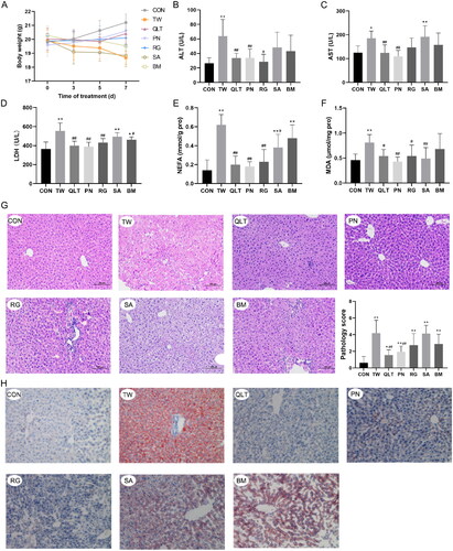 Figure 3. Qingluotongbi formula (QLT) protected against Tripterygium wilfordii (TW)-induced liver injury and lipotoxicity in C57BL/6J mice. (A) Body weight changes at indicated time points. (B–D) Serum ALT, AST and LDH levels. (E, F) NEFA and MDA content in liver tissue homogenates. (G) Hematoxylin-eosin (H&E) staining and pathology score of liver tissue. (H) Oil red O (ORO) staining. Data are presented as mean ± SD (n = 8). *p < 0.05, **p < 0.01 vs. control, #p < 0.05, ##p < 0.01 vs. TW group.