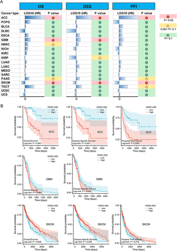 Figure 4 The relationship between HOXC-AS3 expression and OS/DSS/PFI in different cancers from TCGA (A) and KM curves showed the significant prognostic value of HOXC-AS3 overexpression in ACC, GBM, and SKCM (B).
