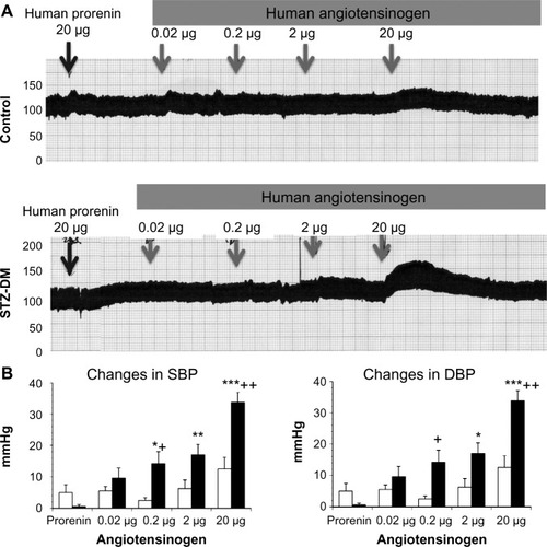 Figure 1 Changes in the blood pressure of control and STZ-induced DM rats after the administration of human prorenin and human angiotensinogen.