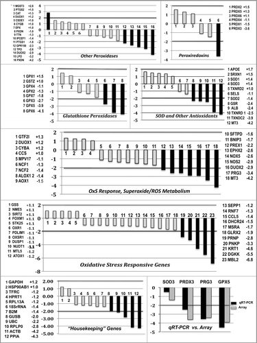 Figure 4 Fold-difference in relative expression of 84 genes represented in the Oxidative Stress Antioxidant PCR Array (upper six panels) and of 12 genes represented in the Housekeeping PCR Array (bottom left panel) in breast tissues from subjects at either end of the spectrum of immunostaining for 4HNE protein adducts [designated 4HNE-(controls) and 4HNE+ (unknown), respectively]. The average age of the 4HNE− and 4HNE+ subjects was 21.6 and 20.2 y, respectively. Tissues in the 4HNE− and 4HNE+ categories were selected based on criteria described in Material and Methods and illustrated in Figure 2. The assays were carried out using SABioscience RT2 Profiler Human Oxidative Stress, Antioxidant Defense (panels A–E) and Housekeeping PCR Arrays on a minimum of two (duplicate) samples from each subject. Results from the Oxidative Stress Array are show with the genes grouped according to the broad categories suggested by the manufacturer. The two genes used for data-normalization, GAPDH and HTRP1, were ones identified in the Housekeeping Array not to differ significantly in their relative expression between the 4HNE− and 4HNE+ tissues. Vertical axis, fold differences in average gene expression in 4HNE+ (unknown) tissues compared to 4HNE− (control) tissues. The numbers above or below the bars correspond to the rank-order of fold differences in genes listed in the side panels. Black bars show the genes that differed 2-fold or more in 4HNE+ tissues vs. 4HNE− tissues. Bottom right panel shows comparison of values obtained by qRT-PCR and by Oxidative Stress and Antioxidant PCR Array for four genes (SOD3, PRDX3, PRG3 and GPX5).