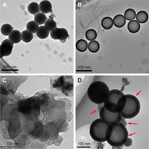 Figure 2 TEM images of PM@HMSNs.Notes: TEM images of sSiO2@mSiO2 (A), HMSNs (B), polydopamine-coated MoSe2 (C), and PM@HMSNs (D). Inset in (C) is the TEM image of MoSe2 nanosheets.Abbreviations: TEM, transmission electron microscopy; PM, polydopamine-coated MoSe2; HMSNs, hollow mesoporous silica nanoparticles; sSiO2@mSiO2, solid silica core/mesoporous silica shell.