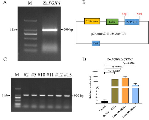 Figure 1. Constitutive expression of ZmPGIP1 in Arabidopsis.(A) Amplification of the Zea mays PGIP1 gene (ZmPGIP1). M: DL marker 2,000. (B) Structure of the pCAMBIA2300 binary vector harboring ZmPGIP1 under the control of the 35S promoter. 35S, CaMV 35S promoter; KpnI and XbaI indicate restriction sites; KanR, kanamycin resistance gene; LacZa, LacZa expression cassette for blue-white spot screening. (C) PCR identification of T2 transgenic Arabidopsis. M: DL marker 2,000; the other lanes are the transgenic lines #2, #5, #10, #11, #12, #15 (T2 generation). (D) Expression of ZmPGIP1 mRNA in the control and transgenic Arabidopsis lines #2, #11 and #12 (homozygous transgenic lines, T3 generation). The mRNA abundance of ZmPGIP1 in the control line (empty vector) with ACTIN2 as the internal control was set to 1. ACTIN2 is used as a control for normalization. Data are average values ± SD from three independent experiments. Independent-Samples T Test, *P < 0.05.