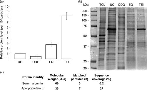 Fig. 4 Analysis of the protein content of exosome preparations. (a) Relative level of protein per 108 particles in each preparation. Error bars indicate relative standard error of two experiments. (b) Coomassie blue staining of 20 µg of MCF-7 Rab27B total cell lysate (TCL) or exosome samples separated by SDS-PAGE. (c) Number of unique peptides and corresponding percentage coverage for indicated proteins identified in MS analysis of an EQ exosome sample.