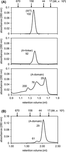 Fig. 2. Oligomeric state of TaGins51-mutants in solution.Notes: A and B, Gel filtration analyses of the purified TaGins51-WT, A + linker, and A-domain proteins. The protein solutions were fractionated on a Superdex 200 3.2/30 (A) or Superdex 200 5/150 GL (B) column. The elution profiles monitored by the absorbance at 280 nm are shown. The oligomeric states of the eluted proteins were predicted, by calculating the molecular weights from the retention volumes in the chromatography.