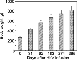 Figure 1 Changes in body weight of the Wistar rats during one year following intravenous bolus infusion of HbV at a dose rate of 20 ml/kg. All the rats were housed individually in cages and provided with food and water ad libitum.