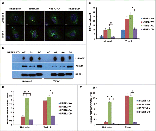 Figure 8. NRBF2 S113 S120 phosphorylation regulates PtdIns3K lipid kinase activity. (A) NRBF2 S113 S120 phosphorylation negatively regulates autophagic PtdIns3P production. Autophagic PtdIns3P binding protein GFP-ZFYVE1 was expressed and detected in Nrbf2 knockout (KO) mouse embryonic fibroblasts (MEFs) stably complemented with Flag-tagged NRBF2 WT, AA, or DD mutant. Scale bar, 10 µm. (B) Quantitative analysis of (A). The error bars represent the standard error of the mean from 3 independent experiments within the same group. *, P < 0.05. (C) NRBF2 S113 S120 phosphorylation regulates PtdIns3P production in vitro. Nrbf2 KO MEFs stably complemented with Flag-tagged NRBF2 WT, AA, or DD mutant were treated with Torin 1 (50 nM, 2 h) or left untreated, and then subjected to PtdIns3K lipid kinase assay. (D-E) Quantitative analysis of (C). The relative ratios of PtdIns3P production to NRBF2 (D) and PIK3C3 (E) were quantified and standardized. The error bars represent the standard error of the mean from 3 independent experiments within the same group. *, P < 0.05.