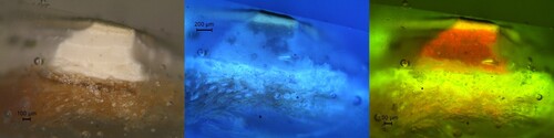 Figure 9. Cross-section of a sample from the green background: (left) visible light, (centre) UV fluorescence, (right) stained with Sypro Ruby® under blue light fluorescence (Leica I3) showing the entire stratigraphy, textile layer with thick sizing layer, ground layer with yellow discolouration, and double green paint layer.