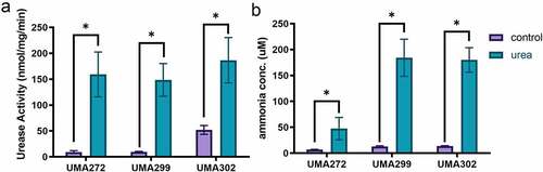Figure 2. Urease activity (a) and ammonia production (b) while subsisting on urea as a nitrogen source. at least three biological replicates were assayed with results presented as mean ± SD (Welch’s t-test; *, p < 0.05).