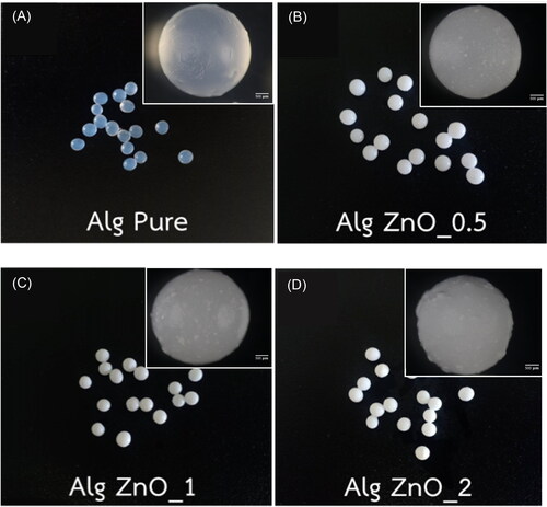 Figure 1. Images of fresh alginate beads with (A) 0, (B) 0.5, (C) 1, (D) 2% (w/w) ZnO loading. Insets show magnified optical micrographs.