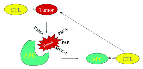 Figure 1. Antigen cascade: An initial immune response (e.g., a PSA-specific cytotoxic T lymphocyte [CTL] following vaccination with a PSA specific vaccine) may encounter a PSA expressing tumor cell. If that CTL can kill the tumor cell in an immunologically relevant manner, as that tumor cell is dying it can be taken up by antigen-presenting cells (APCs). There, other tumor-associated antigens (depicted by prostate-specific membrane antigen [PSMA], prostate stem cell antigen [PSCA], prostatic acid phosphatase [PAP] and mucin-1 [MUC-1]) can be processed and presented via cross-presentation to other CTLs, a process that can activate these CTLs specific for these other antigens. Thus, while the initial vaccine may target one antigen, a broader antitumor immune response may ensue, and this dynamic response may continue to broaden and adapt to subsequent mutations.