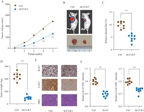 Figure 4 Knockdown of CLK3 suppresses HCC tumorigenesis in vivo. HCC cells SMMC-7721 transfected with Ctrl or sh-CLK3 were implanted subcutaneously into nude mice and tumor growth was monitored. (A) Growth curves of subcutaneous xenografts were determined based on tumor size measured every week. (B) Representative photos of nude mice and HCC tumor tissues from Ctrl or sh-CLK3 group at Week 5. (C) Relative photon flux of tumors in Ctrl or sh-CLK3 group was determined by quantifying the bioluminescent signal. (D) Tumor weight were measured and represented as means of tumor weights ± S.D. (E) Representative images of H&E staining and Ki-67, CLK3 IHC staining of tumor sections from Ctrl or sh-CLK3 group. (F) Quantification of relative Ki-67 and CLK3 staining intensity in tumor sections from the Ctrl or sh-CLK3 group. *p < 0.05, **p < 0.01.