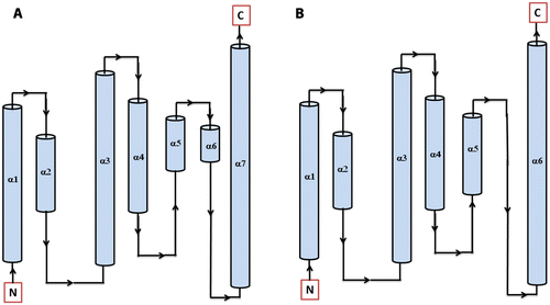 Figure 7 Secondary structure topology of HPt protein showing the presence of 7 α-helices in Arabidopsis (AtHPt1) (A) and 6 α-helices in O. sativa (OsHPt2) (B).
