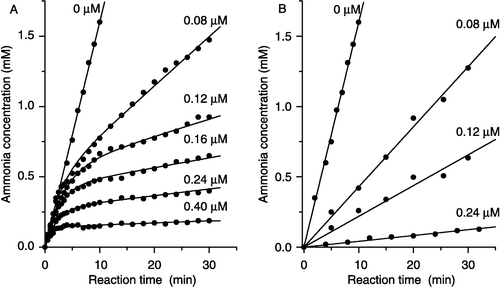 Figure 2 (A) Reaction progress curves of the urease-catalyzed hydrolysis of urea in the presence of TCpBQ. (B) Steady-state analysis: concentration of ammonia vs time. Concentration of TCpBQ [μM] is numerically given.