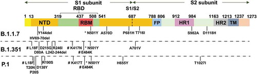 Figure 1. Schematic diagram of mutation sites for the B.1.1.7, B.1.351 and P.1 variants