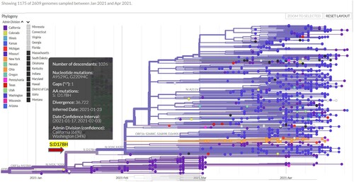 Figure 1. Branching off a sub-lineage of B.1.1.7 that is distinguished by the M:V40L mutation because of the emergence of the S:D178H mutation on 23 January 2021 as estimated. Each dot represents an isolate and is colored according to the state where it was reported. The inset provides more information about the branching S:D178H mutation, namely the genomic position, the inferred date, the data confidence interval, and the likely states of origin.