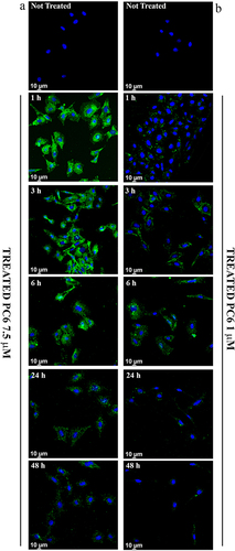 Figure 8 Cellular Uptake analysis of PC6 by HepG2 at 7.5 µM (a) and 1 µM (b) particles concentration for different time points (1h to 48h).