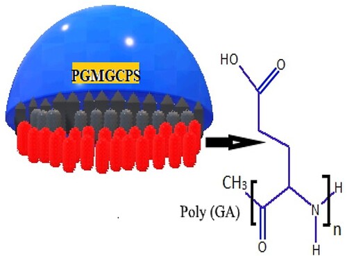 Scheme 1. Pictorial representation of poly (GA) layer on the PGMGCPS surface.