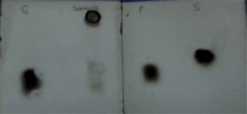 FIGURE 4 TLC observing of pectin degradation products during fermentation. Left to right: glucose standard, sample, fructose, and saccharose standard.