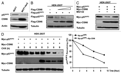 Figure 1. CSN6 negatively regulates p57 stability. (A) HER2 and CSN6 negatively regulate the steady-state expression of p57. Equal amounts of cell lysates were immunoblotted with indicated antibodies. (B) CSN6 decreases the steady-state expression of p57 in a dose-dependent manner. 293T cells were co-transfected with indicated plasmids and increasing amounts of CSN6. Equal amounts of cell lysates were immunoblotted with indicated antibodies. (C) CSN6-mediated degradation of p57 is proteasome-dependent. 293T cells were co-transfected with the indicated plasmids. Cells were treated with MG132 for 6 h before harvesting. Equal amounts of cell lysates were immunoblotted with the indicated antibodies. (D) p57 turnover rate is decreased in CSN6-overexpressing cells. 293T cells transfected with the indicated plasmids were treated with cycloheximide (CHX) (100 µg/ml) for the indicated times. Cell lysates were immunoblotted with the indicated antibodies. Integrated OD values of p57 bands at each time point were measured using a densitometer. Levels of p57 at time zero were set at 100%. Remaining p57 is indicated graphically (right).