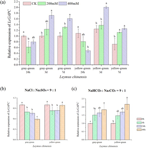 Figure 6. Relative mRNA expression levels of LcGAPC. (a) Expression level of LcGAPC in different concentrations of NaCl at different times; (b) Expression level of LcGAPC compared with different stress times under 200 mmol/L mixed salt stress; (c) Expression level of LcGAPC compared with different stress times under 200 mmol/L mixed alkali stress. The letters represent the significant differences among different salt-stress treatments, p＜.05.