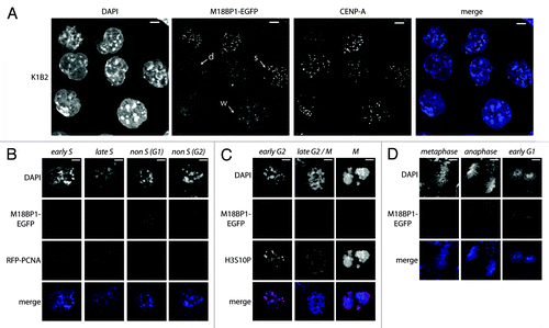 Figure 1. M18BP1 associates with centromeres in a cell-cycle dependent manner. (A) Localization of endogenously tagged M18BP1-EGFP in the K1B2 mES cell line. K1B2 cells were stained for CENP-A and confocal stacks were recorded. Maximum intensity projections are shown. M18BP1-EGFP showed different patterns: strong enrichment at centromeres (s), weak enrichment (w), no enrichment/diffuse nuclear (d). Scale bars are 20 µm. (B) M18BP1 distribution during S phase. K1B2 cells were transfected with a RFP-PCNA expression construct to detect cells in different S phase stages. M18BP1-EGFP showed intermediate to low centromeric enrichment throughout S phase. Cells which are not in S phase fall into two different staining patterns: M18BP1 is highly enriched at centromeres (presumably G1) and cells with low/no centromeric M18BP1 signals (presumably G2). (C) M18BP1 distribution in G2/M phase. K1B2 cells were stained with H3S10P antibodies to visualize different stages of G2 and M phase. Starting from early G2 phase (weak H3S10P signal) to M phase (strong H3S10P signal) M18BP1 appeared to be largely absent from centromeres. (D) M18BP1 localization in different mitotic stages. In metaphase cells, M18BP1 is absent from centromeres, however, starting from late anaphase, M18BP1 showed strong signals at centromeric regions. Scale bars in (B–D) are 5 µm.