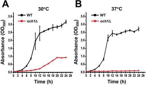 Figure 1. Disruption of OCH1 caused slow growth.(A and B) Wild-type (BY4741PB; WT) and och1Δ cells were pre-cultured in SD media. Cells of 1.25 OD600 were inoculated in 25 mL of SD media and cultured at 30°C (A) or 37°C (B). The culture media were taken at indicated time and absorbance at 595 nm (A595) was measured. The values shown are means ± SE of triplicate determinants.