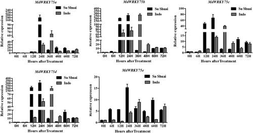 Figure 3. Expression of MdWRKY75 in ‘Sushuai’ and ‘Indo’ apple leaves inoculated with A. alternata.