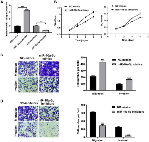 Figure 5 MiR-10a-5p promotes BCa cell proliferation, migration, and invasion. (A) RT-qPCR analysis of miR-10a-5p expression levels in J82 cells after transfection with miR-10a-5p mimics/inhibitors and respective negative controls. (B) CCK8 assays were performed to test the effect of miR-10a-5p mimics or inhibitors on cell proliferation of J82 cells. (C) Transwell assays were performed to test the effect of miR-10a-5p mimics on cell migration and invasion of J82 cells (magnification: 200×). (D) Transwell assays were performed to test the effect of miR-10a-5p inhibitors on cell migration and invasion of J82 cells (magnification: 200×). **P< 0.01, ***P< 0.001.