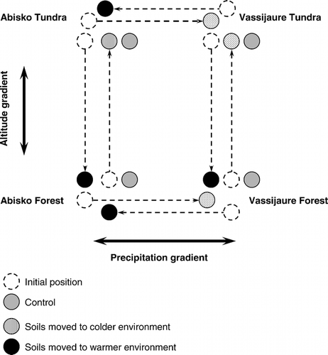 FIGURE 2. Schematic diagram showing the transplant procedure between forest, and tundra soil, and between Abisko and Vassijaure, during the summer of 1999. The transplants involved gradients in altitude, vegetation type, and precipitation. At Abisko the sites involved were the Upper Tundra and the Lower Forest sites
