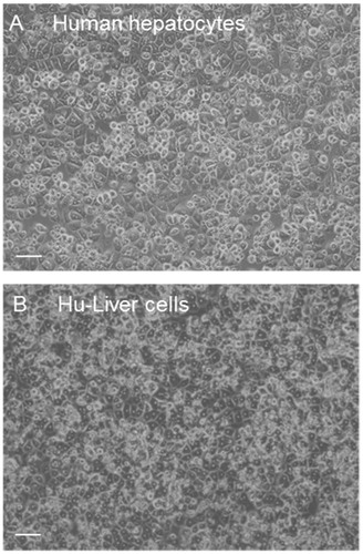 Figure 1. Comparison of the morphology of human hepatocytes and Hu-Liver cells. Phase contrast images show human hepatocytes (lot A) and Hu-Liver cells prepared from a Hu-Liver mouse (A1) at 24 h after plating (scale bar =50 μm).